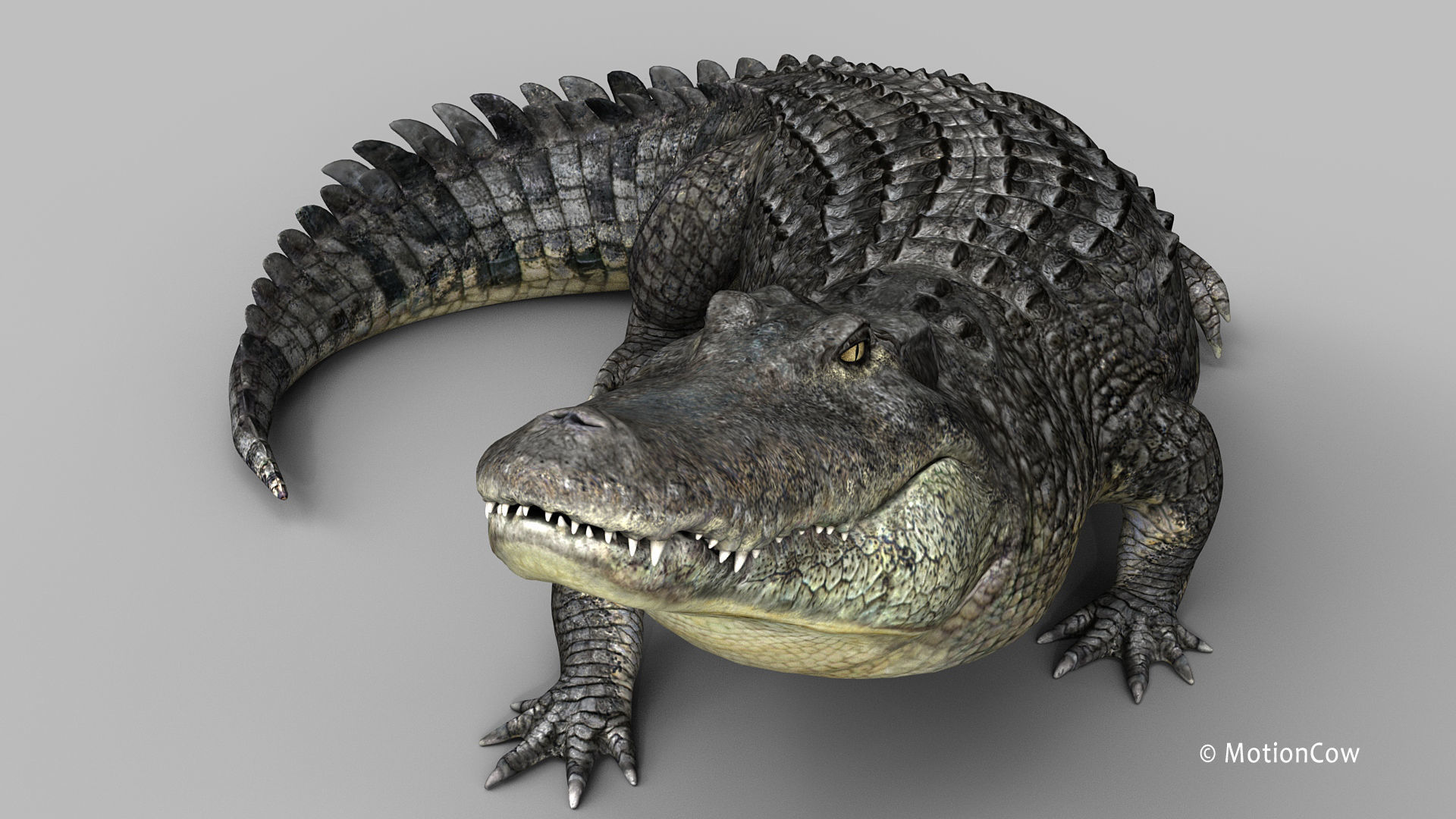 Alligator PRO 3D model_20