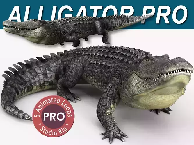 Alligator PRO 3D model