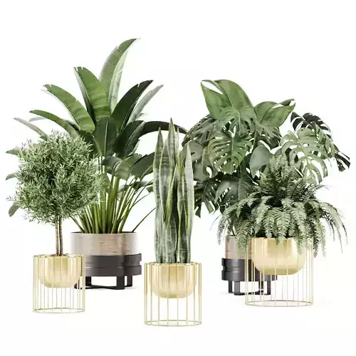 Indoor Plant Set 02