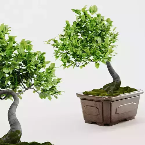 Indoor plant bonsai 02