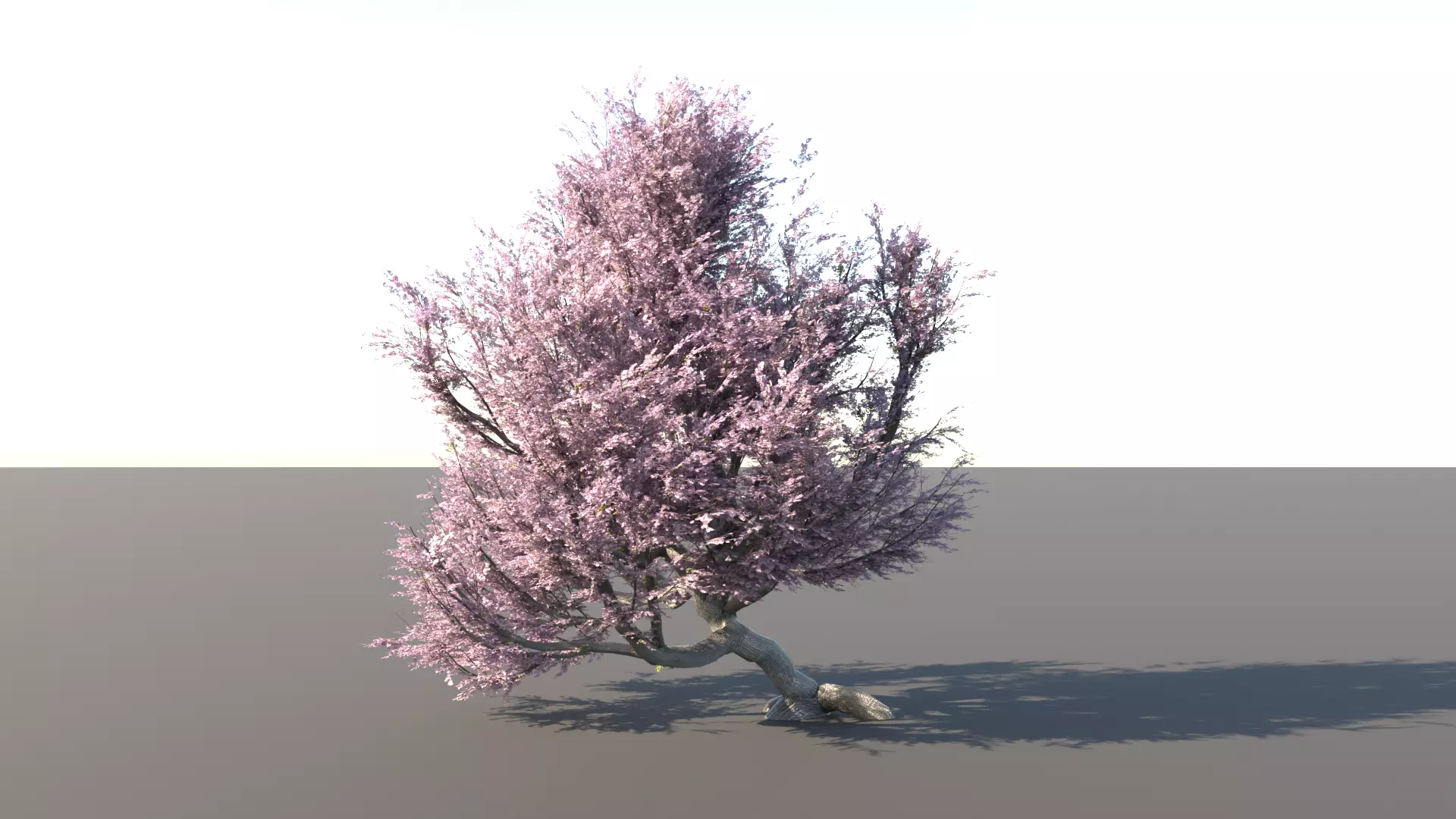 Old Cherry Tree in full bloom 3D model_0