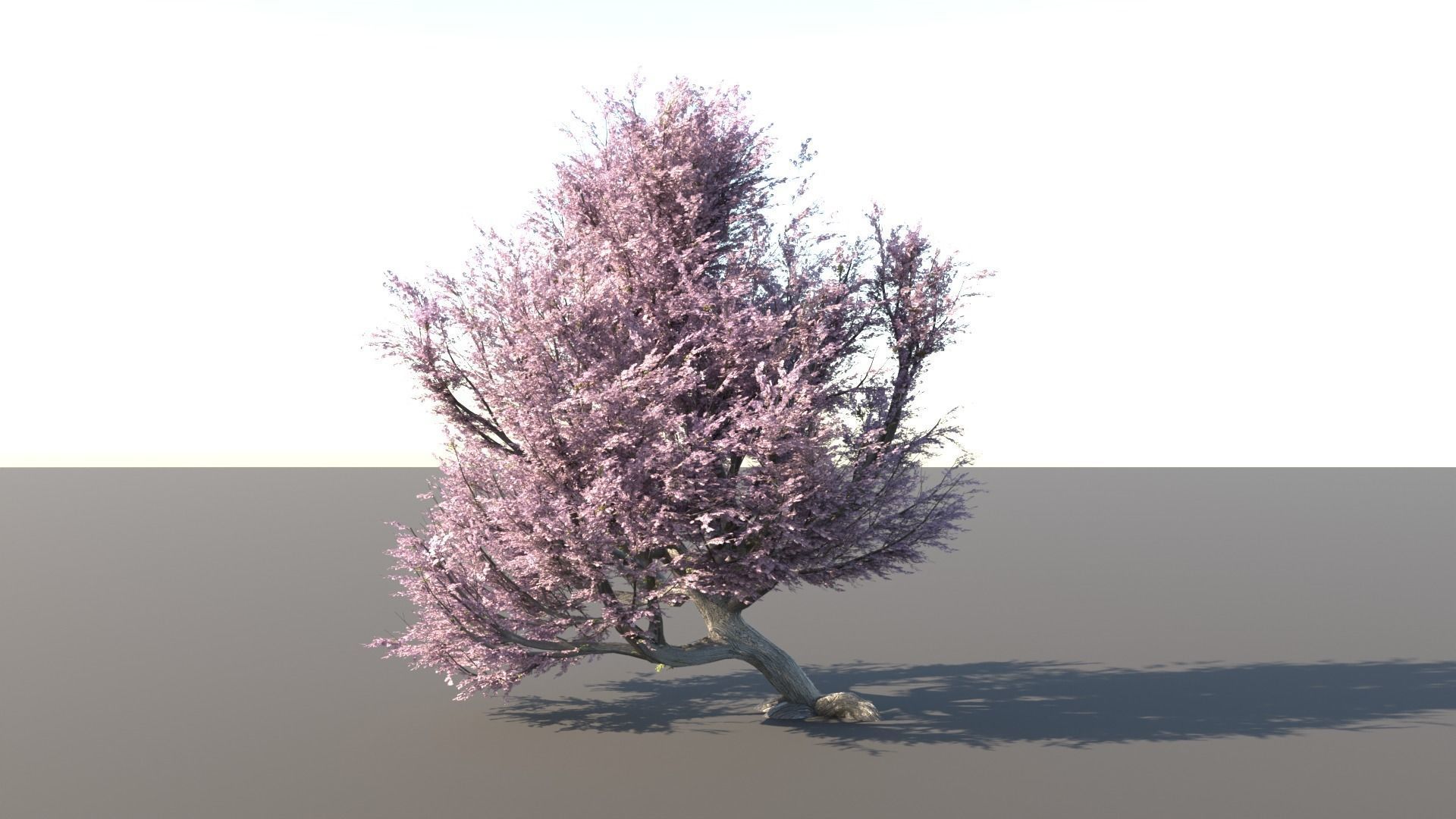 Old Cherry Tree in full bloom 3D model_1