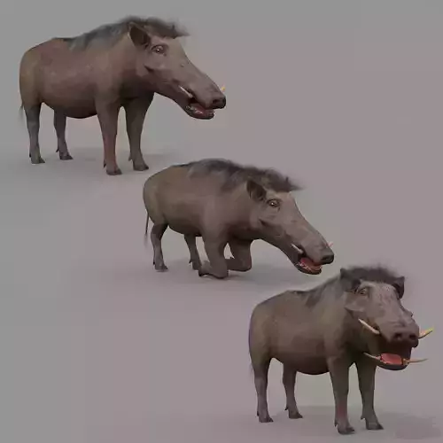 Warthog African pig - animated 3d fur model