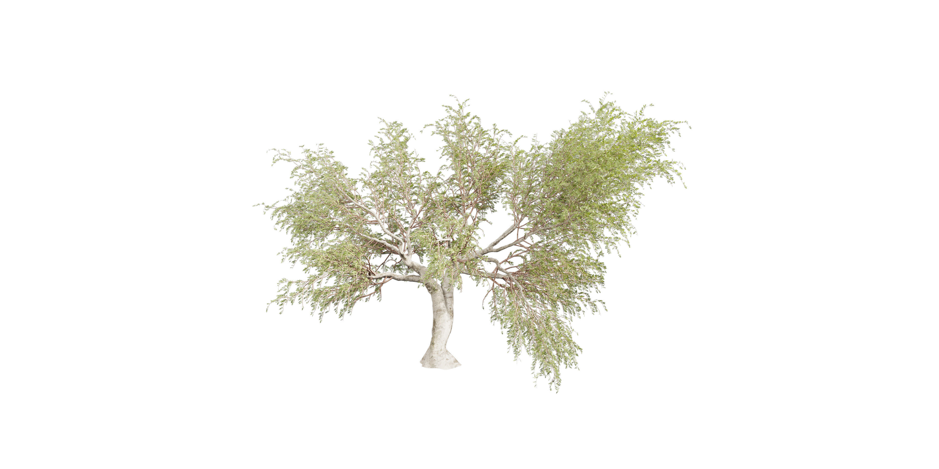 Collection plant vol 577 - Eucalyptus - Camaldulensis - tree 3D model_1