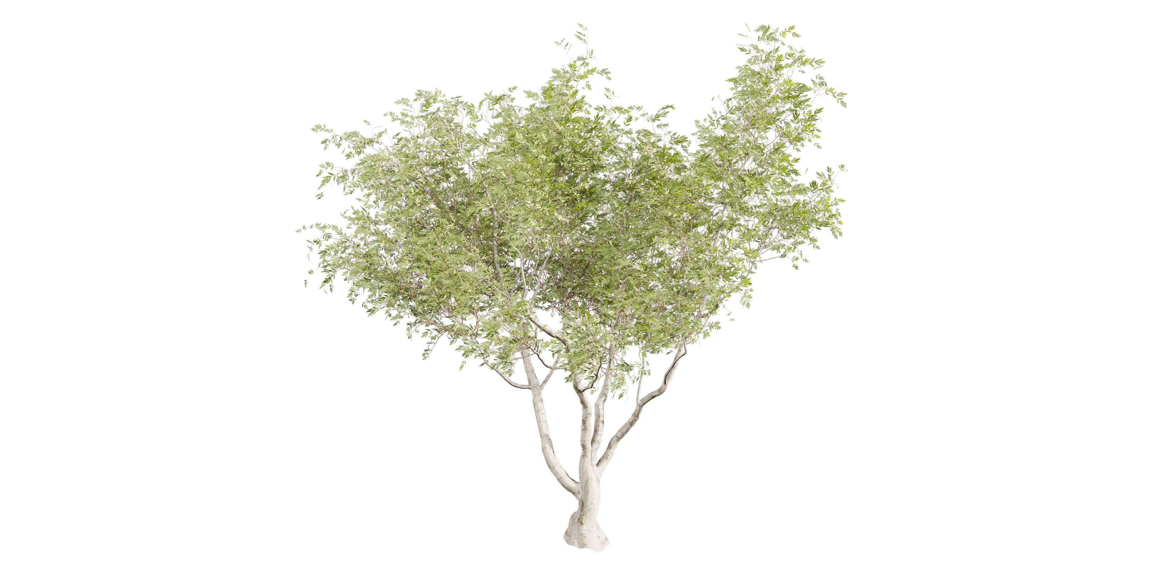 Collection plant vol 577 - Eucalyptus - Camaldulensis - tree 3D model_5