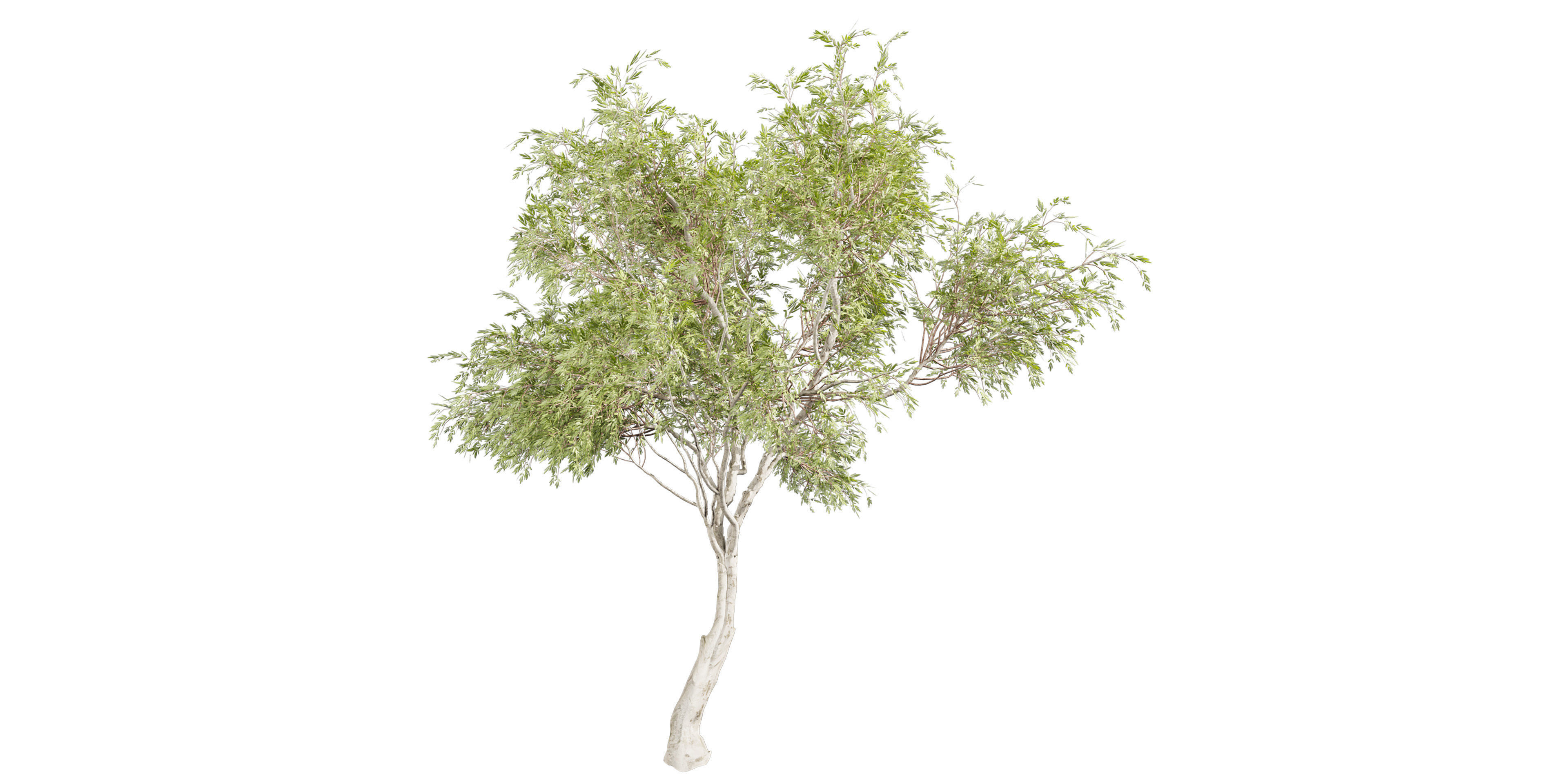 Collection plant vol 577 - Eucalyptus - Camaldulensis - tree 3D model_4