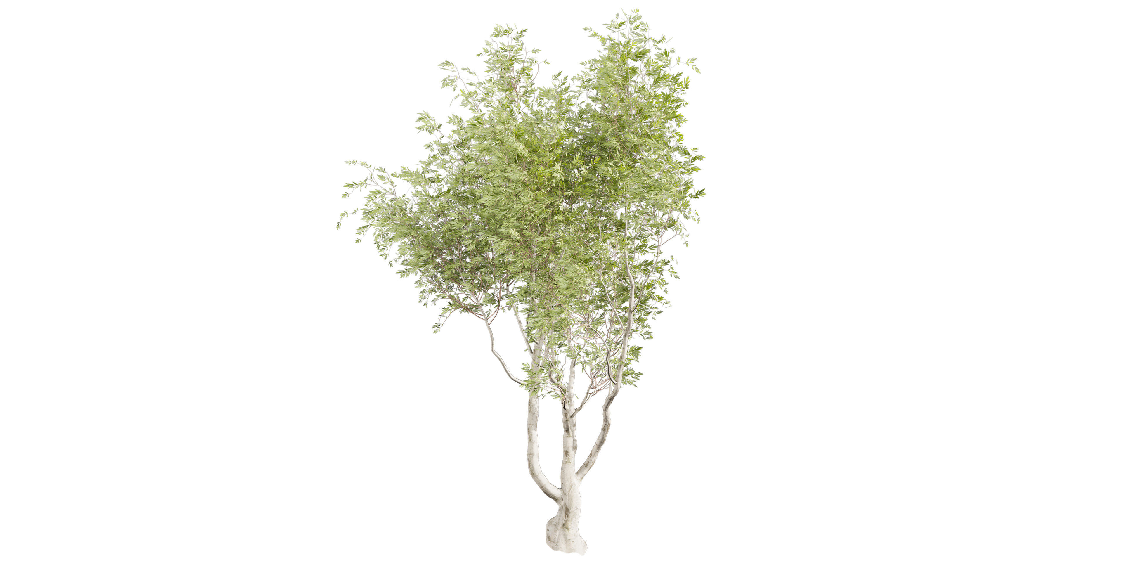 Collection plant vol 577 - Eucalyptus - Camaldulensis - tree 3D model_3