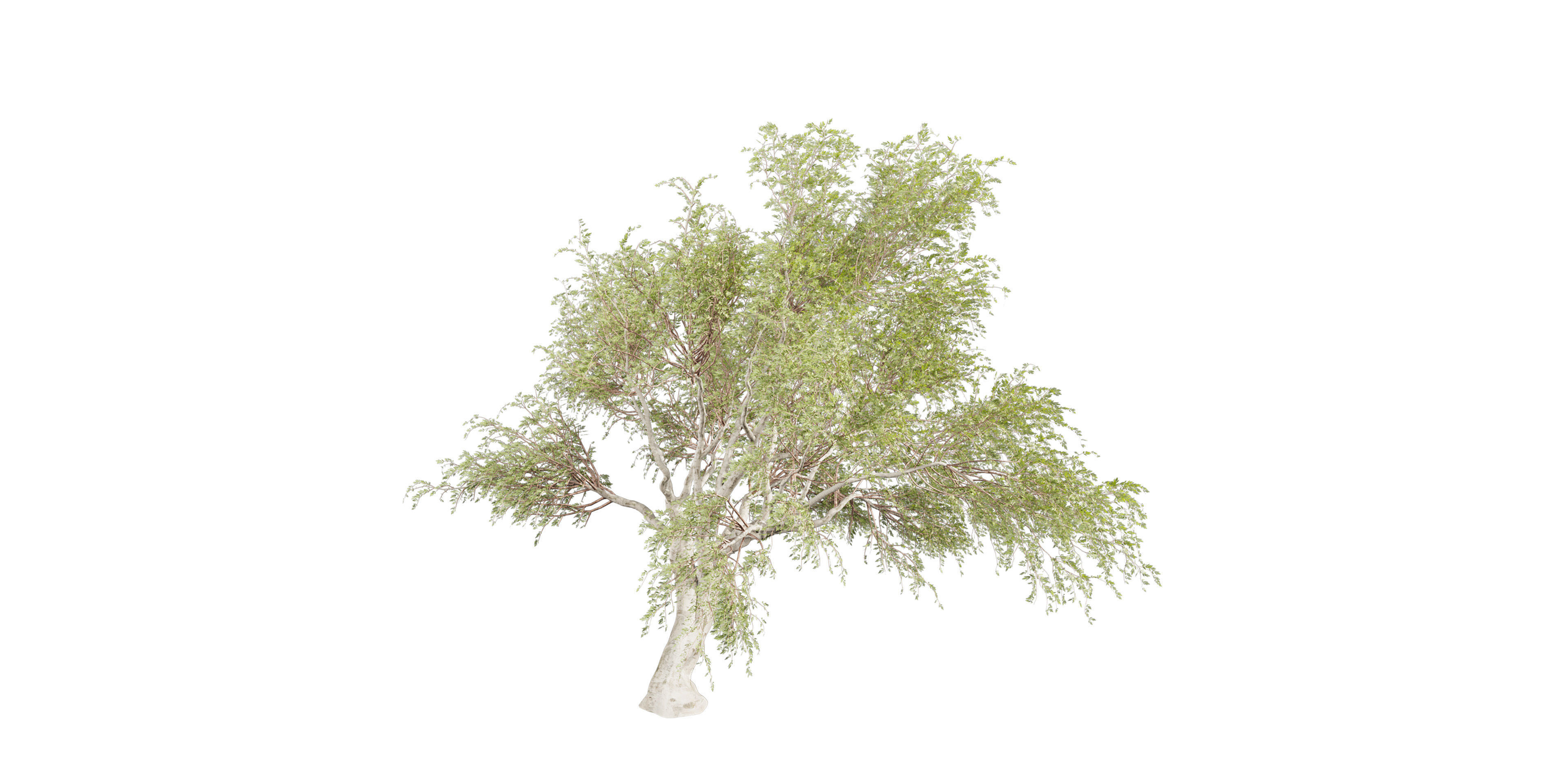 Collection plant vol 577 - Eucalyptus - Camaldulensis - tree 3D model_2