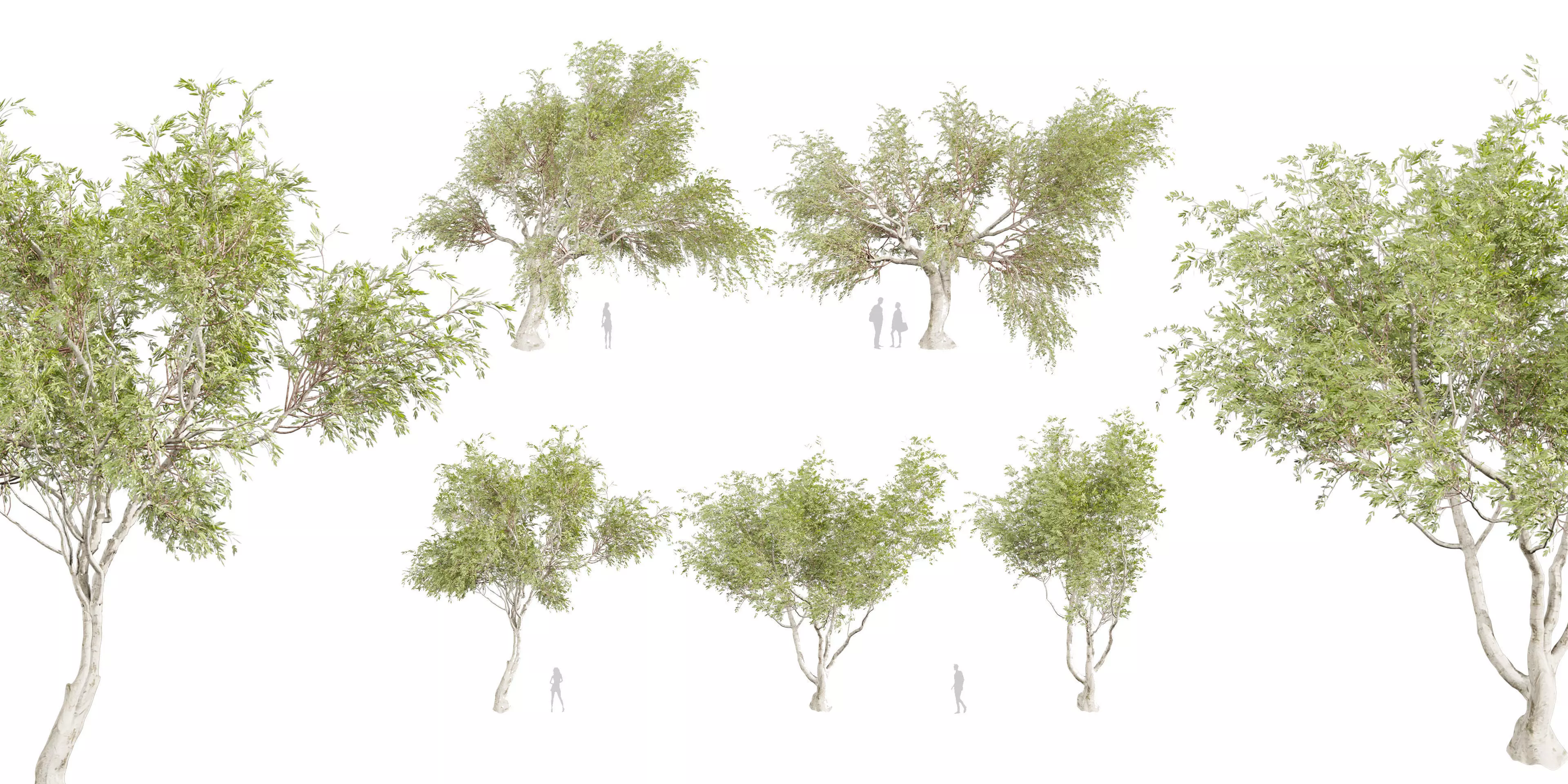 Collection plant vol 577 - Eucalyptus - Camaldulensis - tree 3D model_0