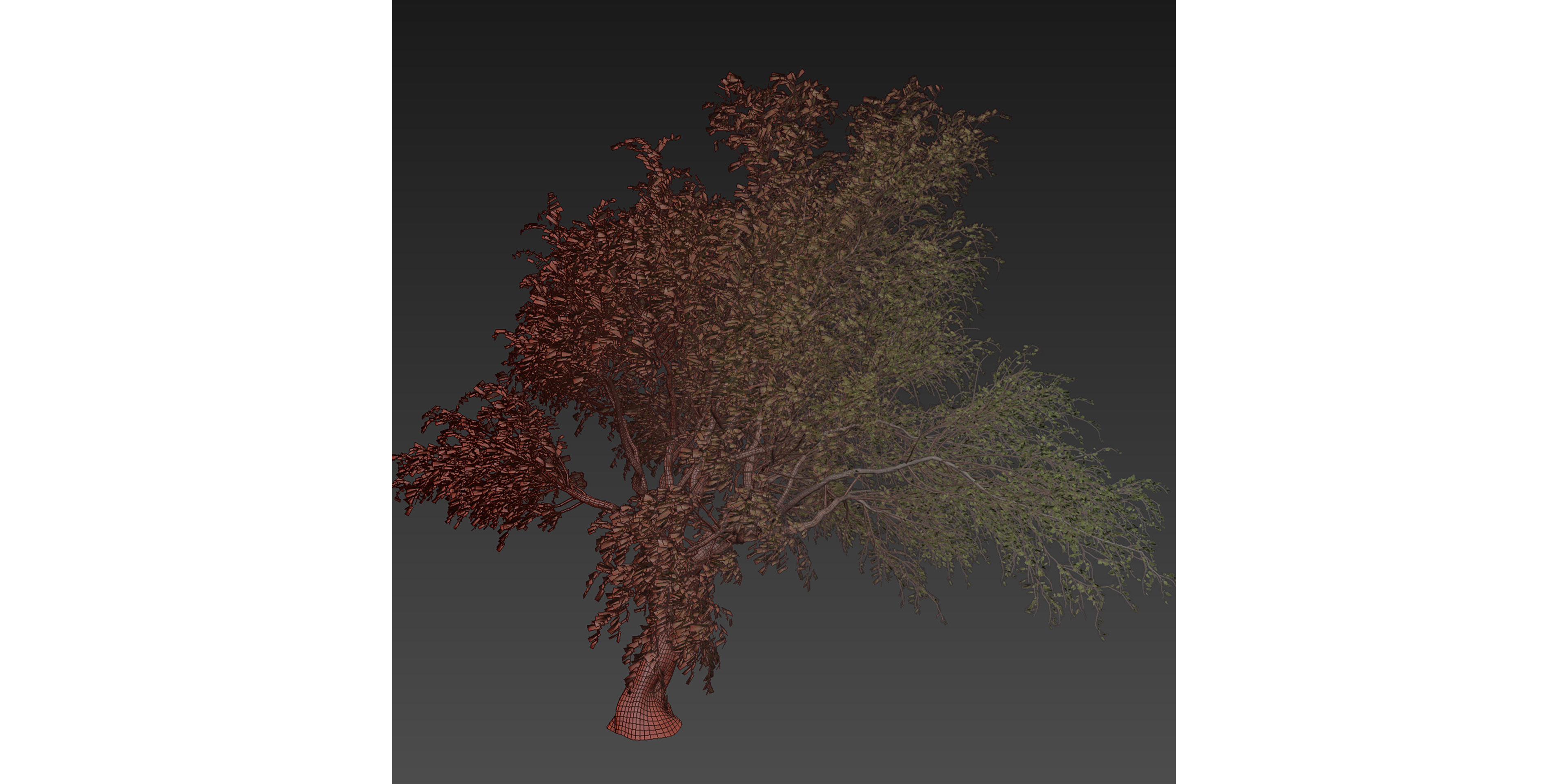 Collection plant vol 577 - Eucalyptus - Camaldulensis - tree 3D model_6