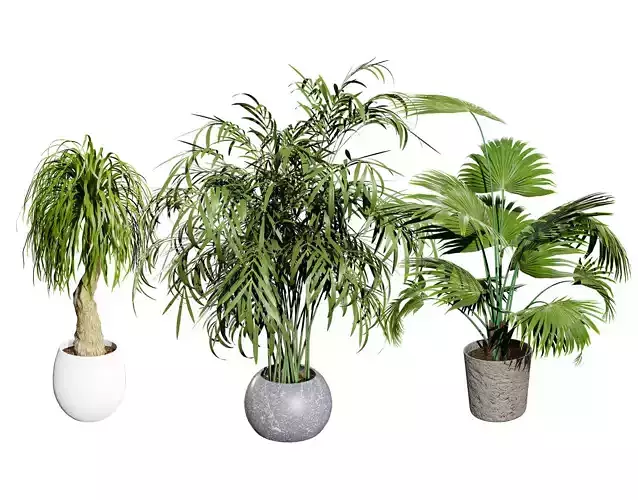 indoor palm collection Low-poly 3D model