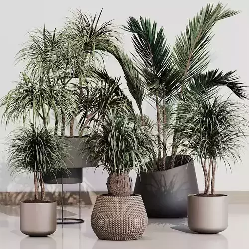 PALM PLANT SET 02