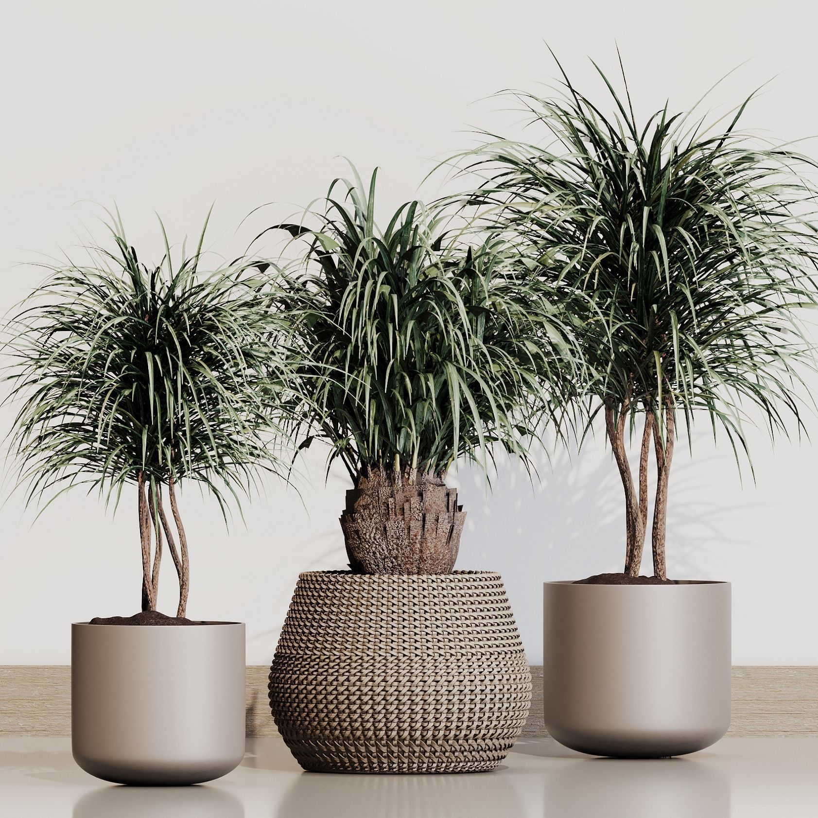 PALM PLANT SET 02 3D model | CGTrader