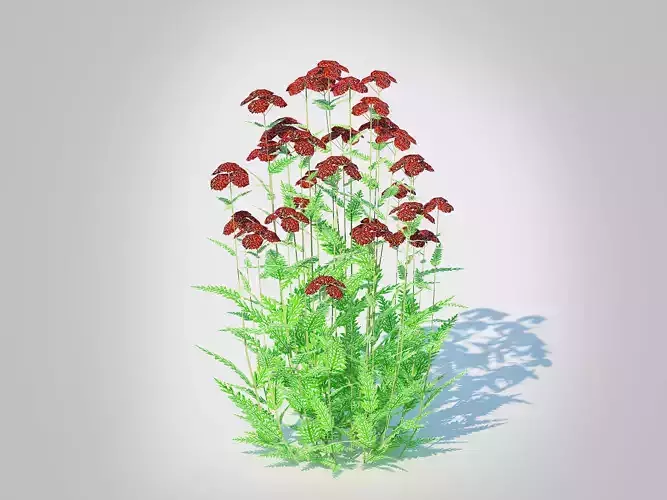 Achillea - yarrow dark red  Low-poly 3D model