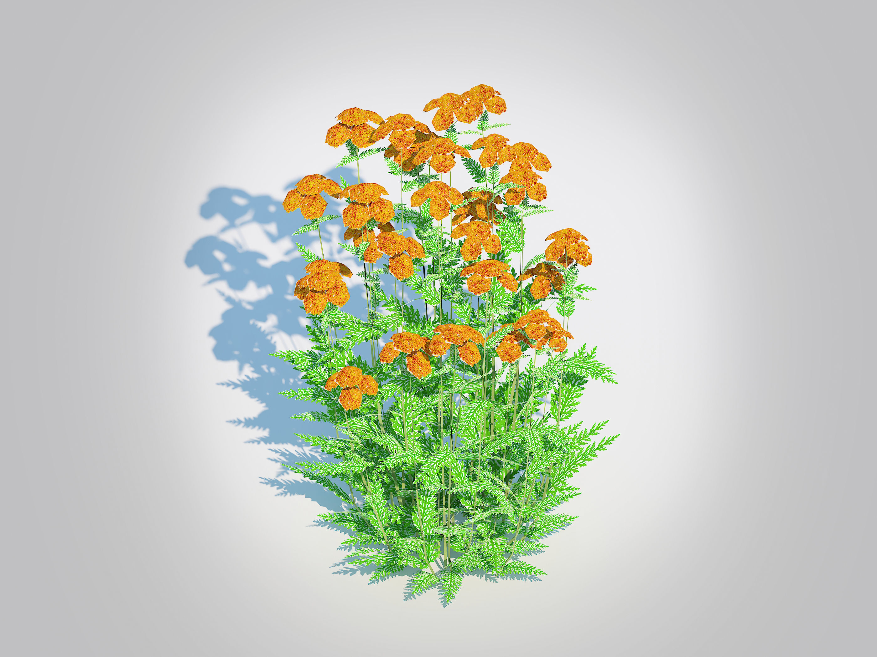 Achillea - yarrow orange  Low-poly 3D model_2