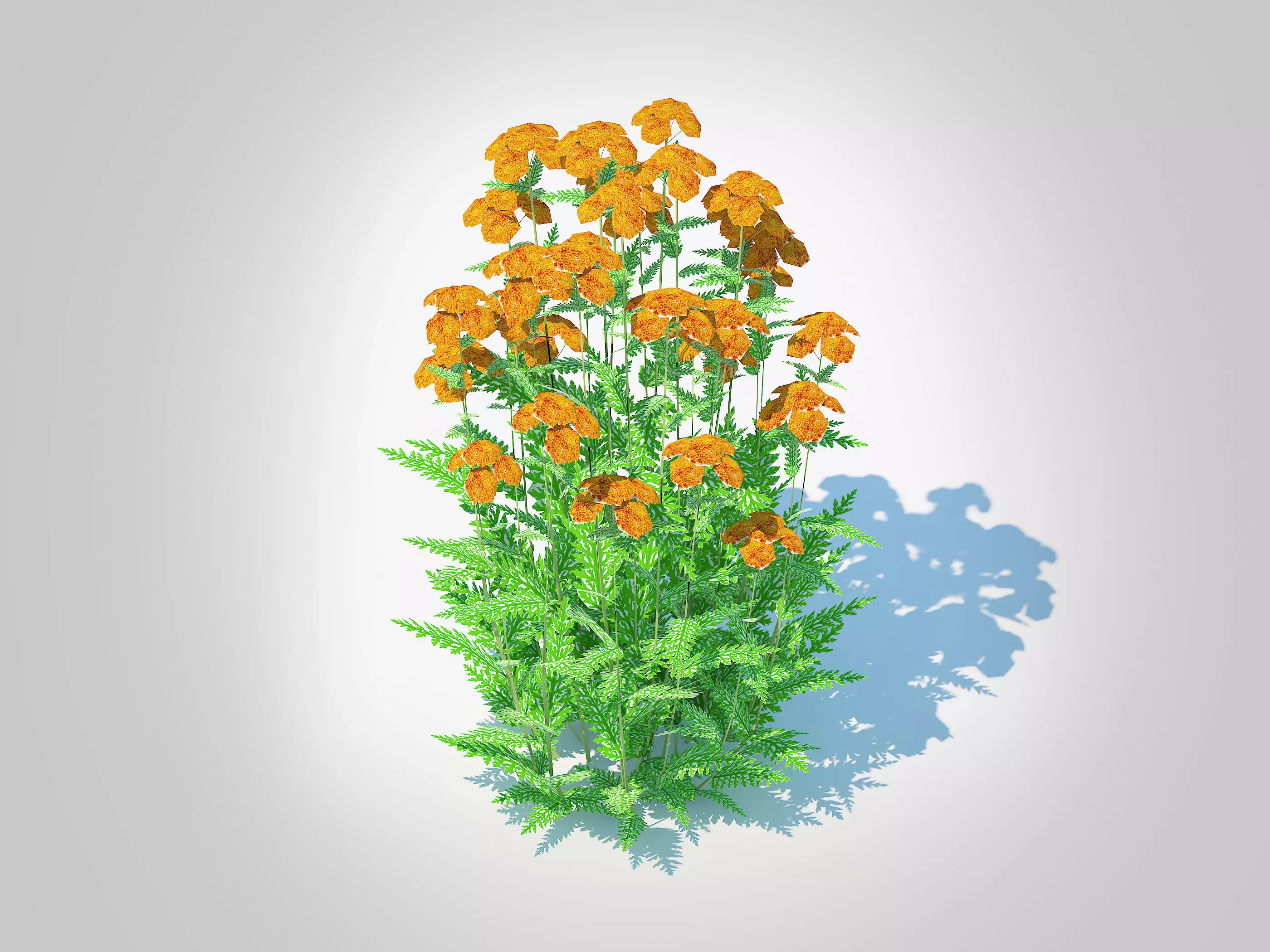 Achillea - yarrow orange  Low-poly 3D model_0