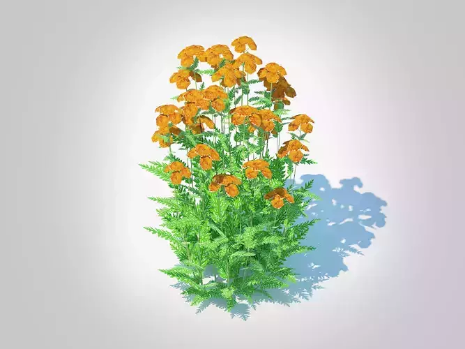 Achillea - yarrow orange  Low-poly 3D model