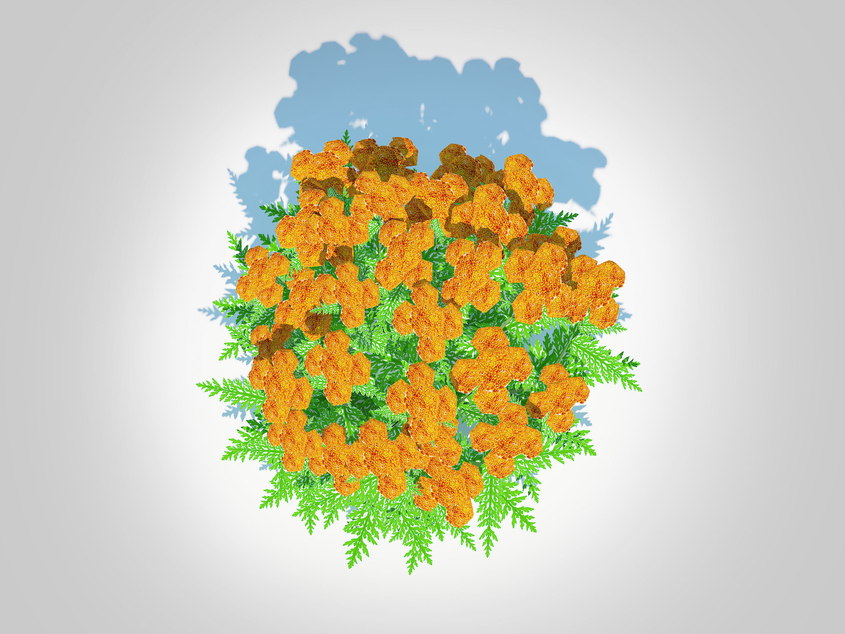 Achillea - yarrow orange  Low-poly 3D model_4