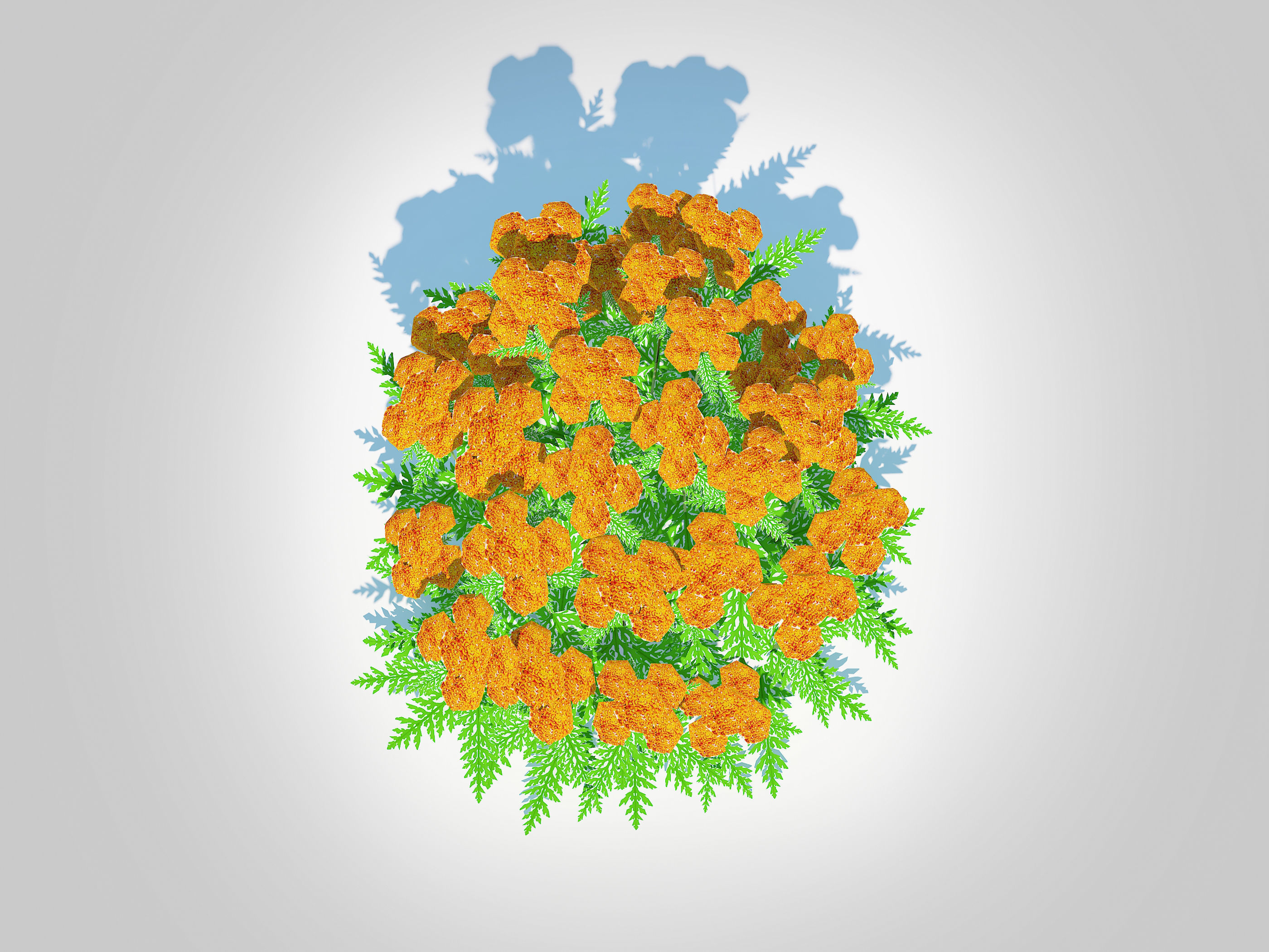 Achillea - yarrow orange  Low-poly 3D model_1