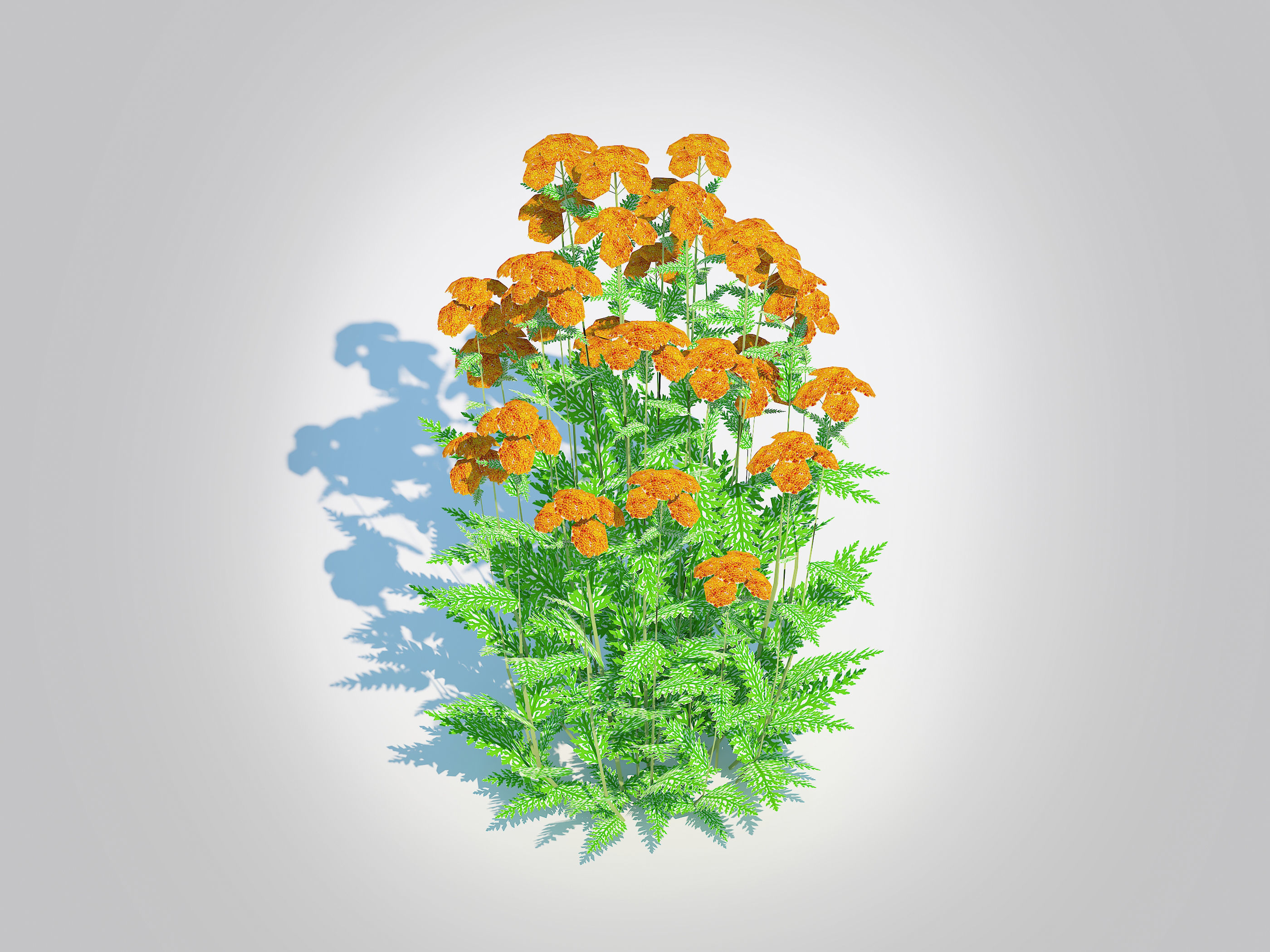 Achillea - yarrow orange  Low-poly 3D model_3