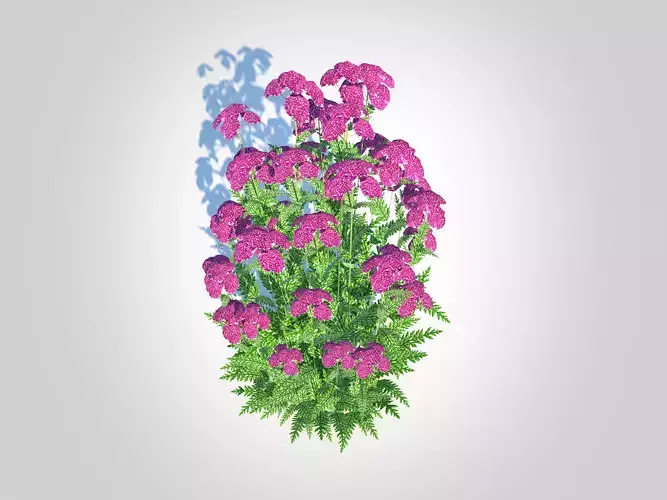 Achillea - yarrow purple Low-poly 3D model