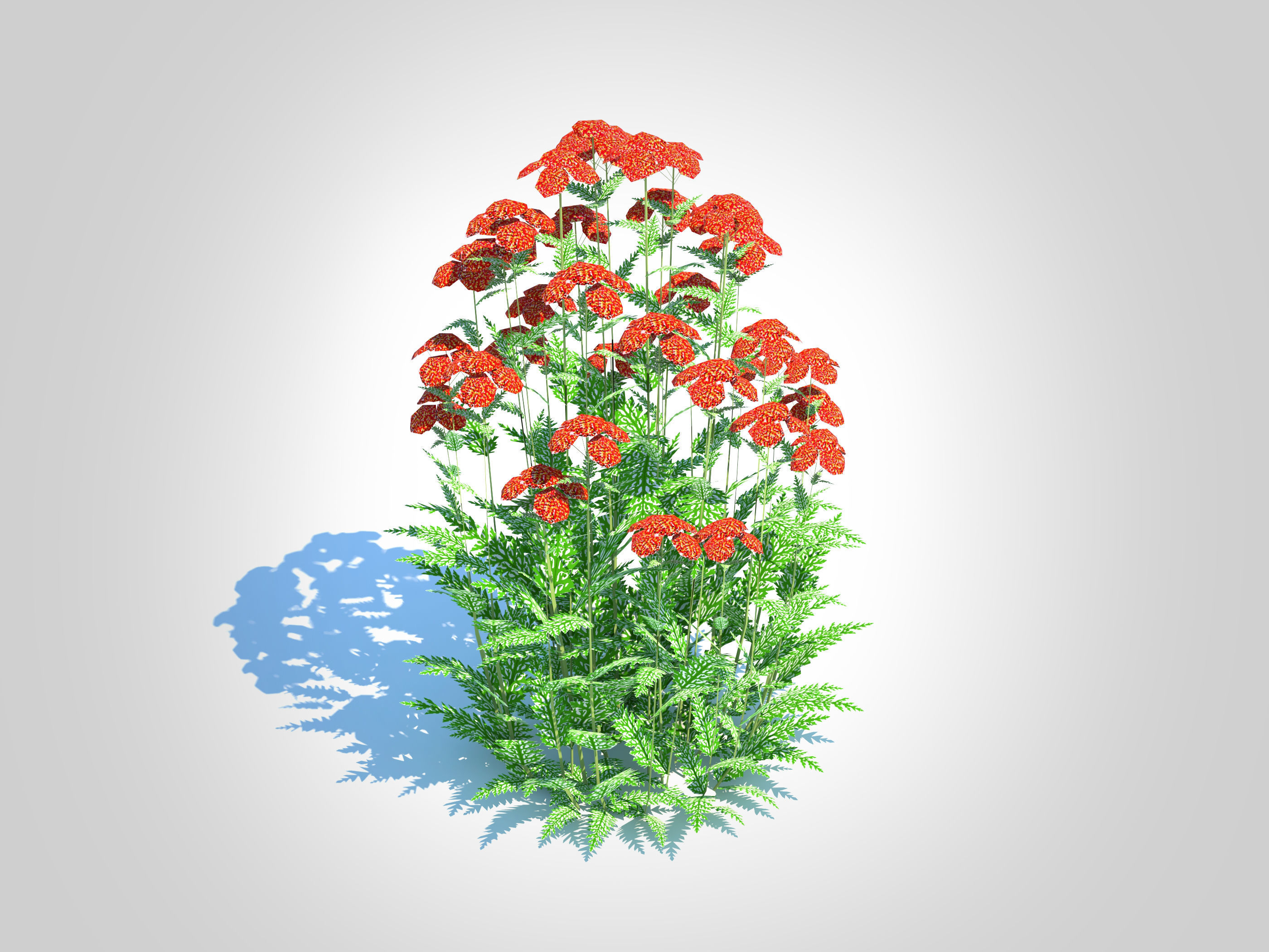 Achillea - yarrow red Low-poly 3D model_2