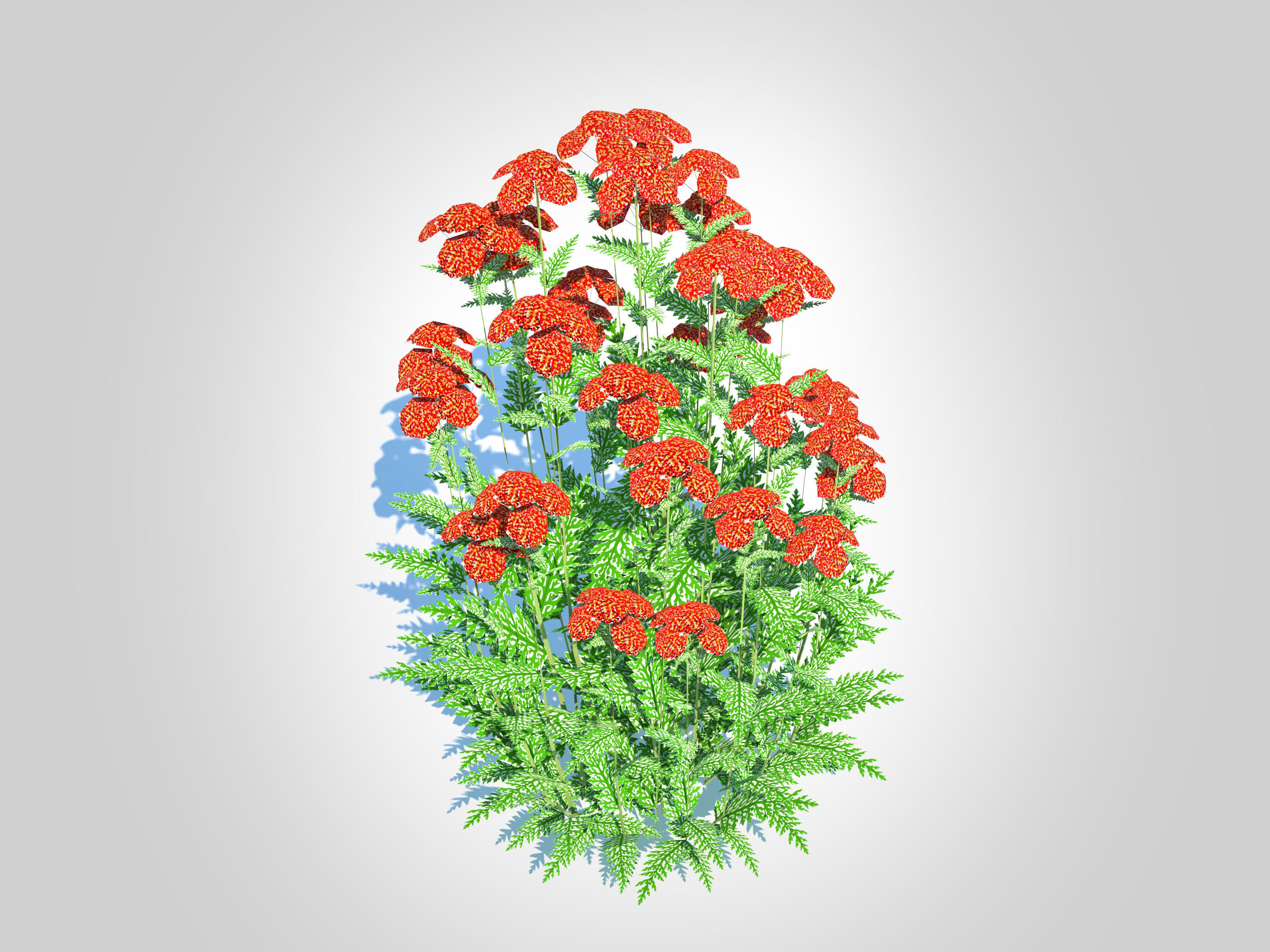 Achillea - yarrow red Low-poly 3D model_1