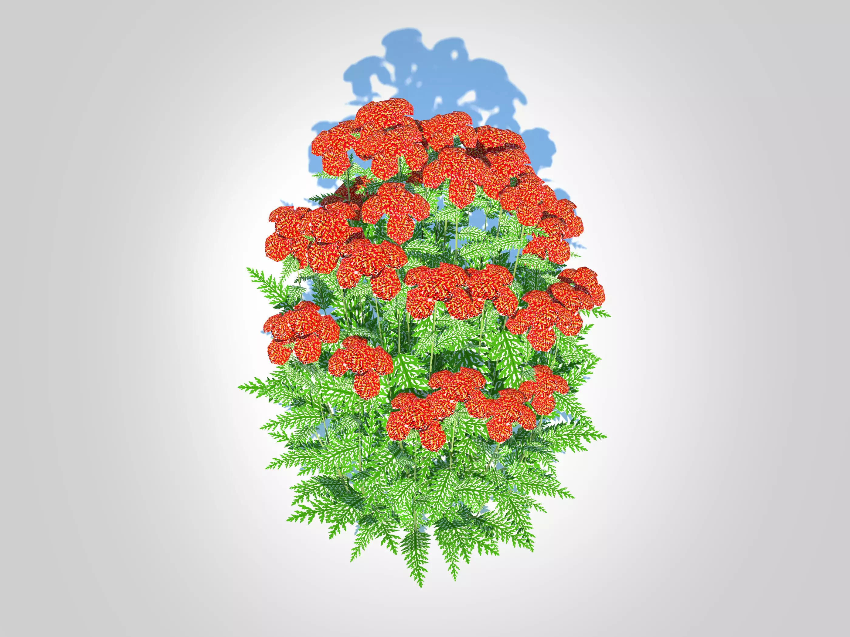 Achillea - yarrow red Low-poly 3D model_0
