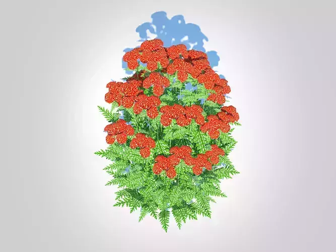 Achillea - yarrow red  Low-poly 3D model