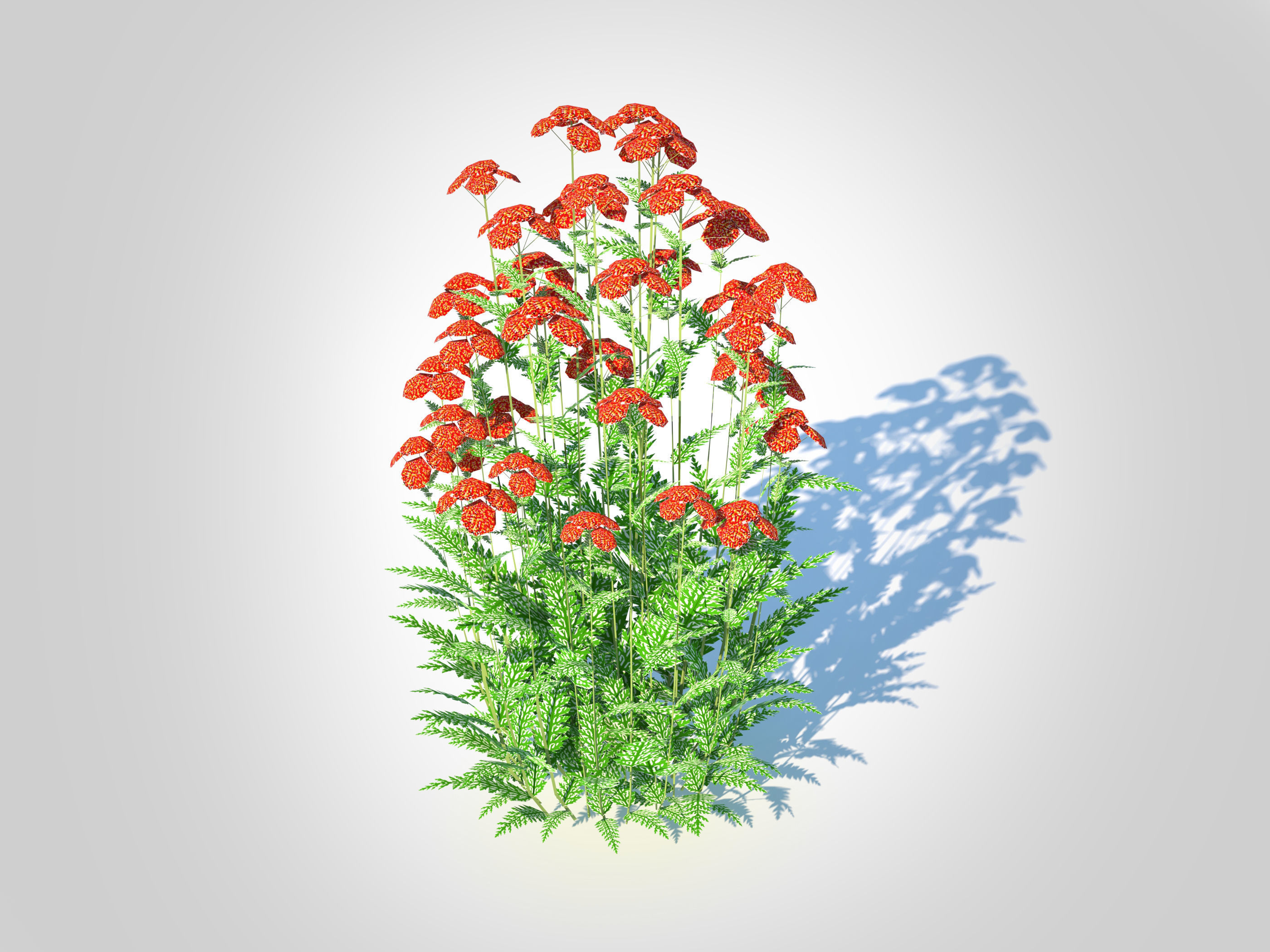 Achillea - yarrow red Low-poly 3D model_3