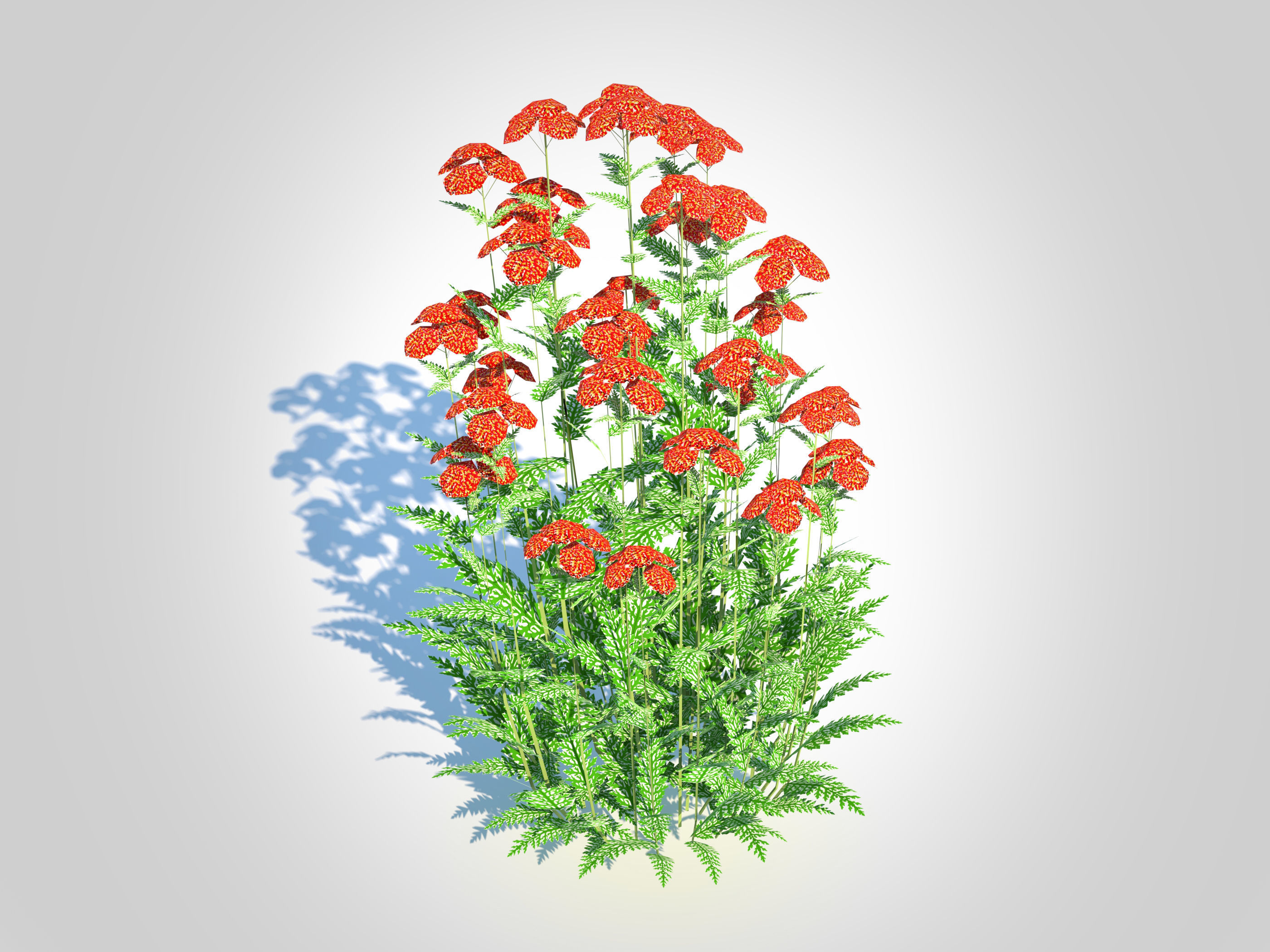 Achillea - yarrow red Low-poly 3D model_4