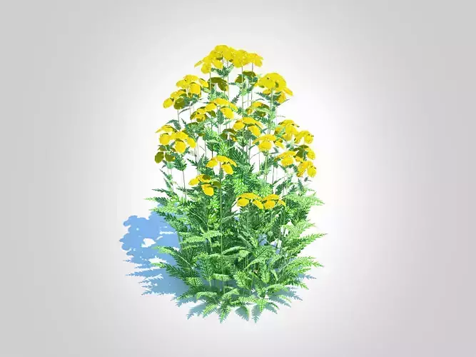Achillea - yarrow yellow  Low-poly 3D model