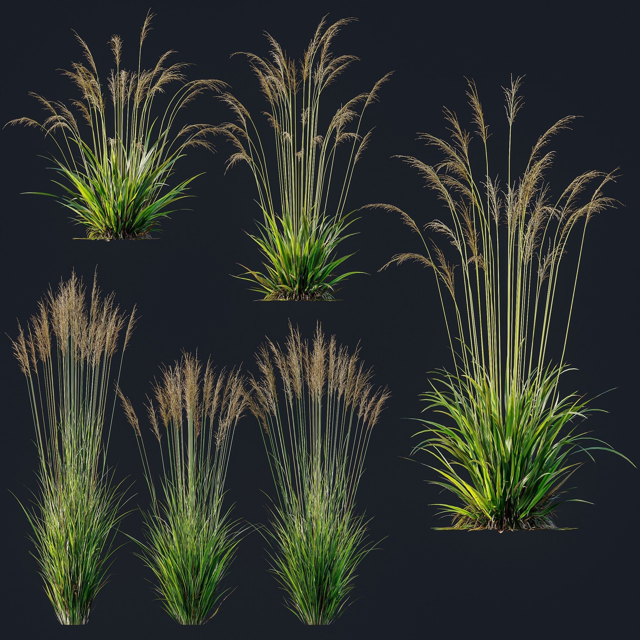 Molinia Caerulea Heidebraut Kleines Pfeifengras 3D model_8