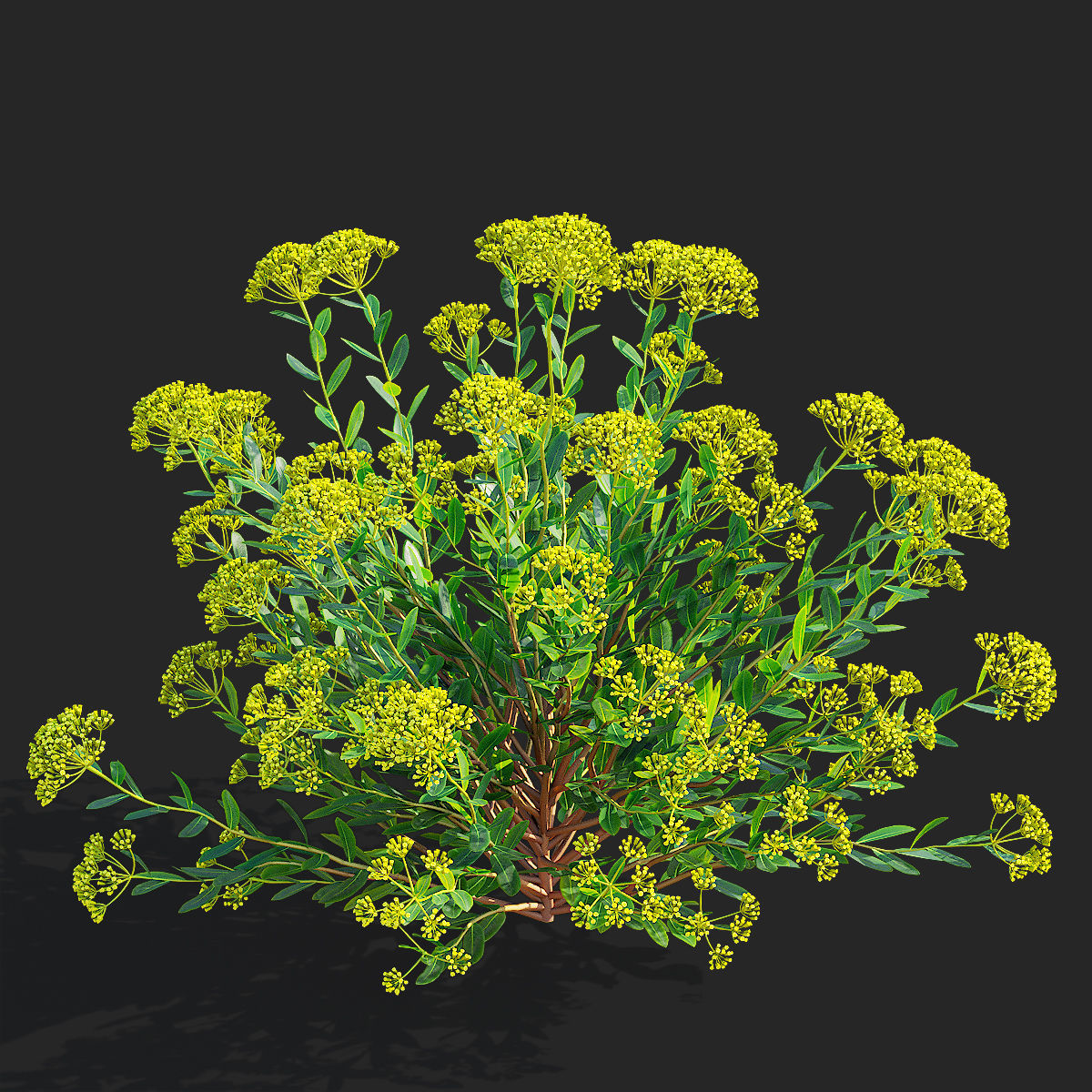  Bupleurum fruticosum flower 3D model_5