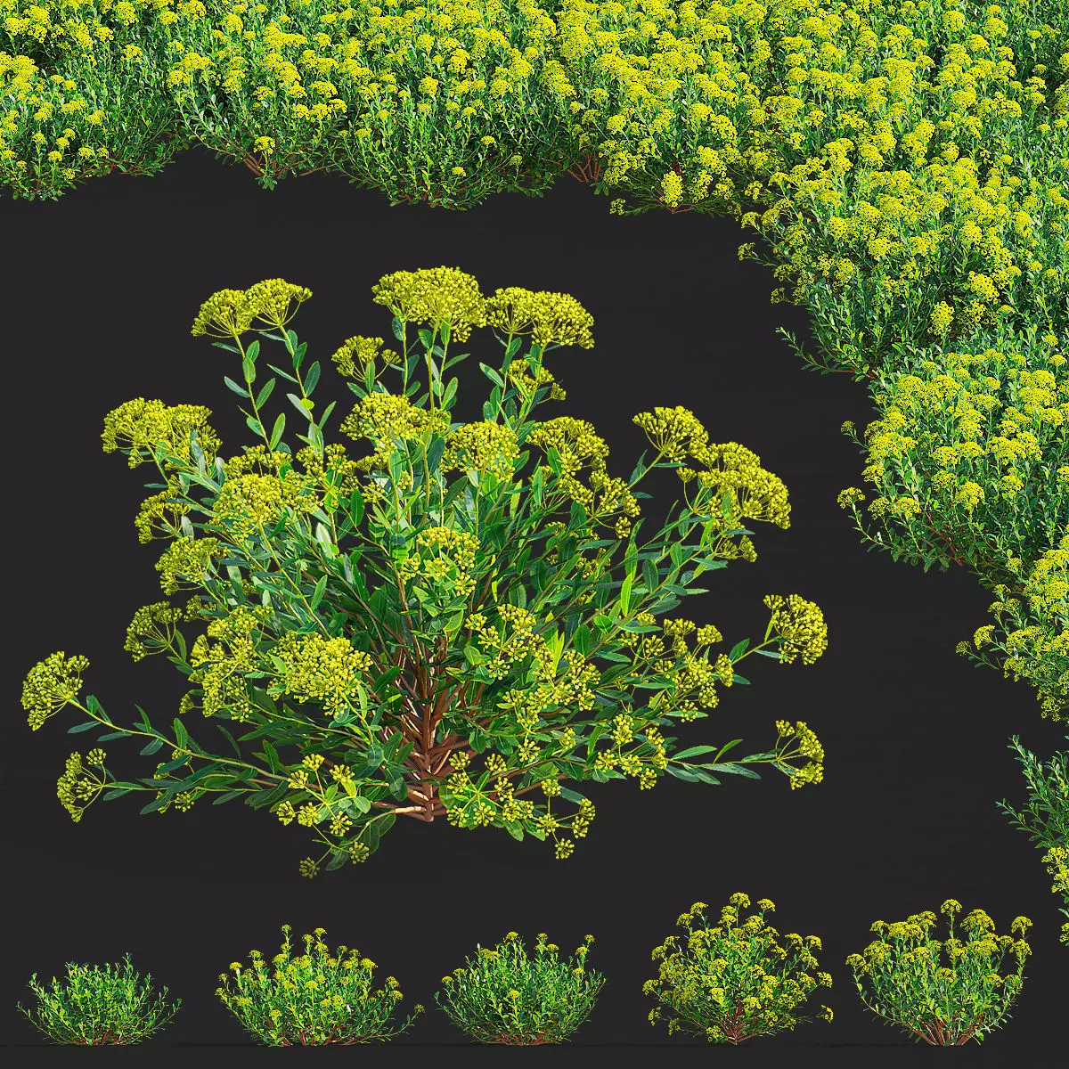  Bupleurum fruticosum flower 3D model_0