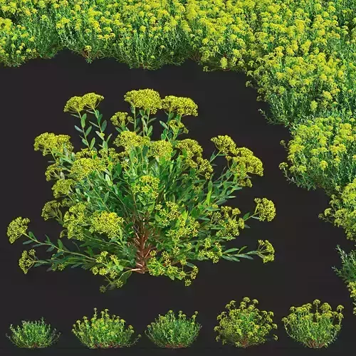  Bupleurum fruticosum flower