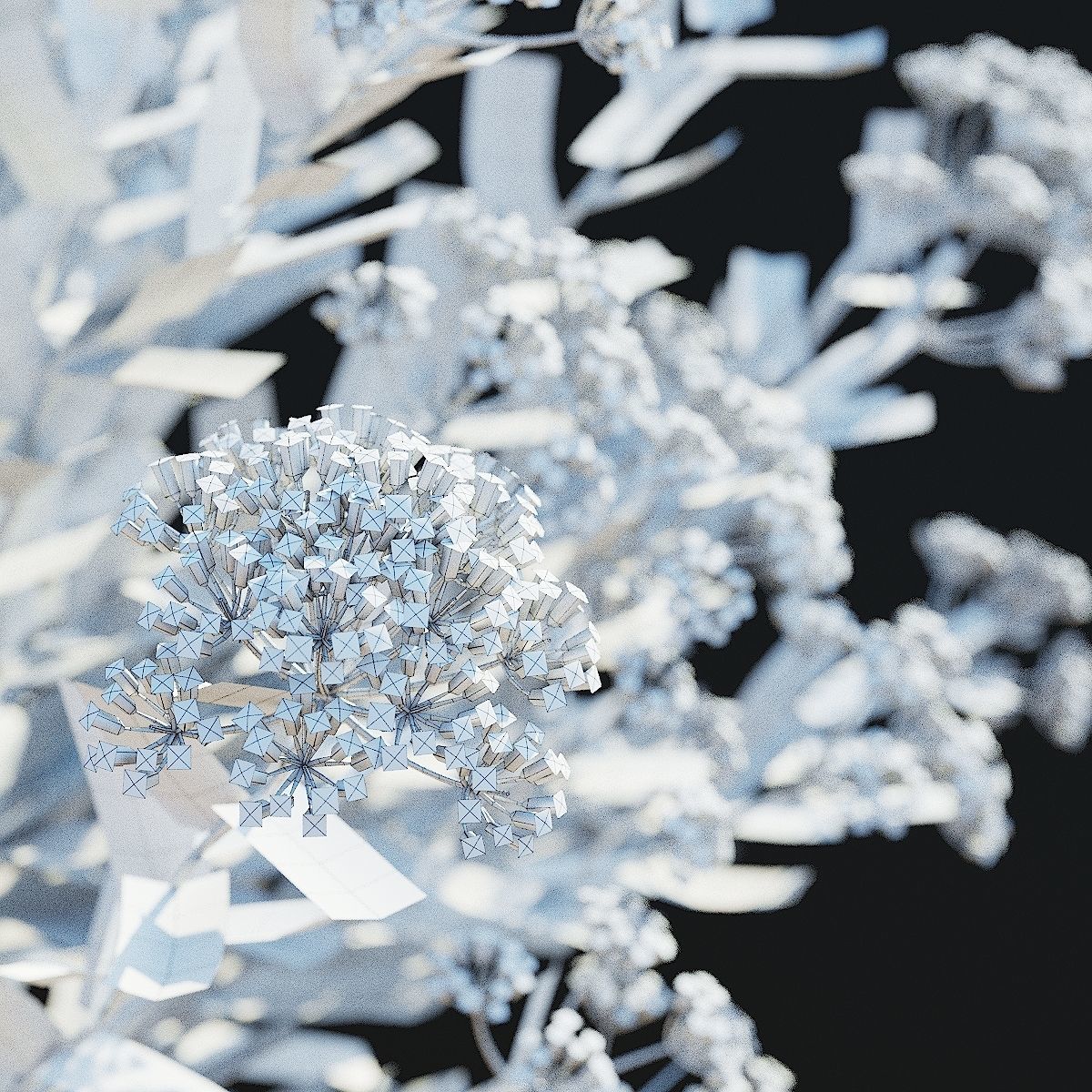  Bupleurum fruticosum flower 3D model_10