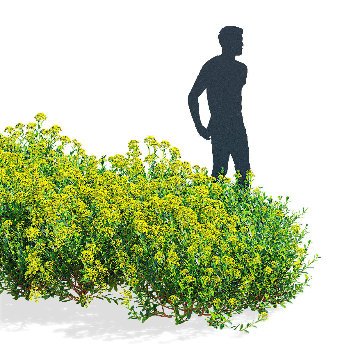  Bupleurum fruticosum flower 3D model_2