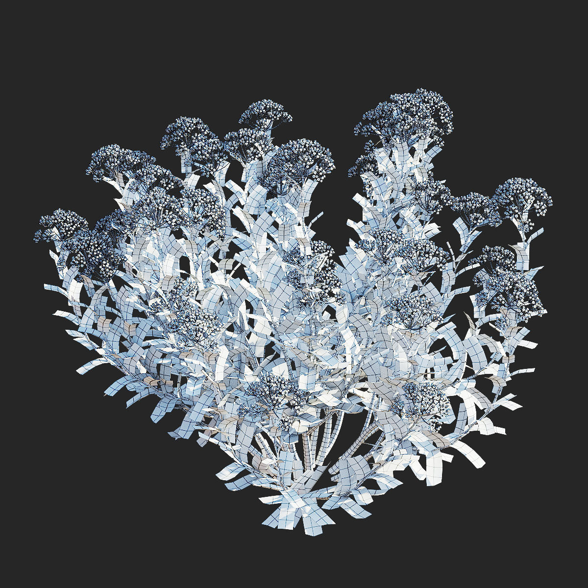  Bupleurum fruticosum flower 3D model_11