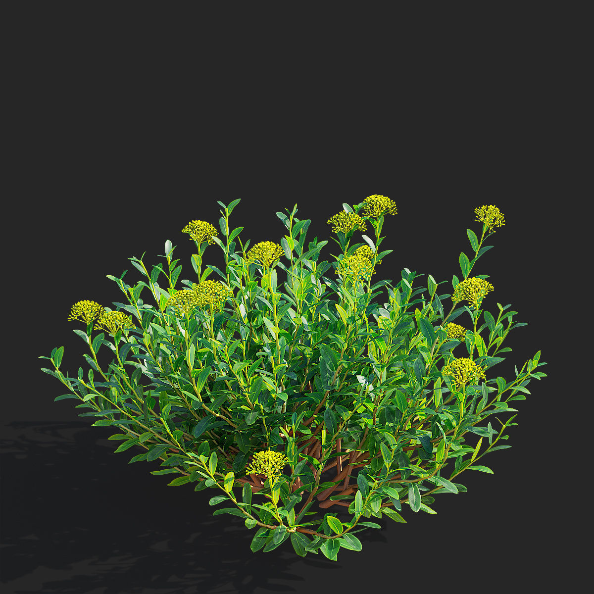  Bupleurum fruticosum flower 3D model_6
