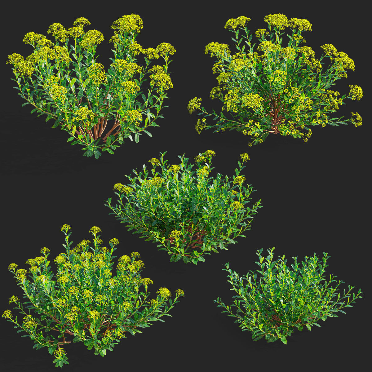  Bupleurum fruticosum flower 3D model_1