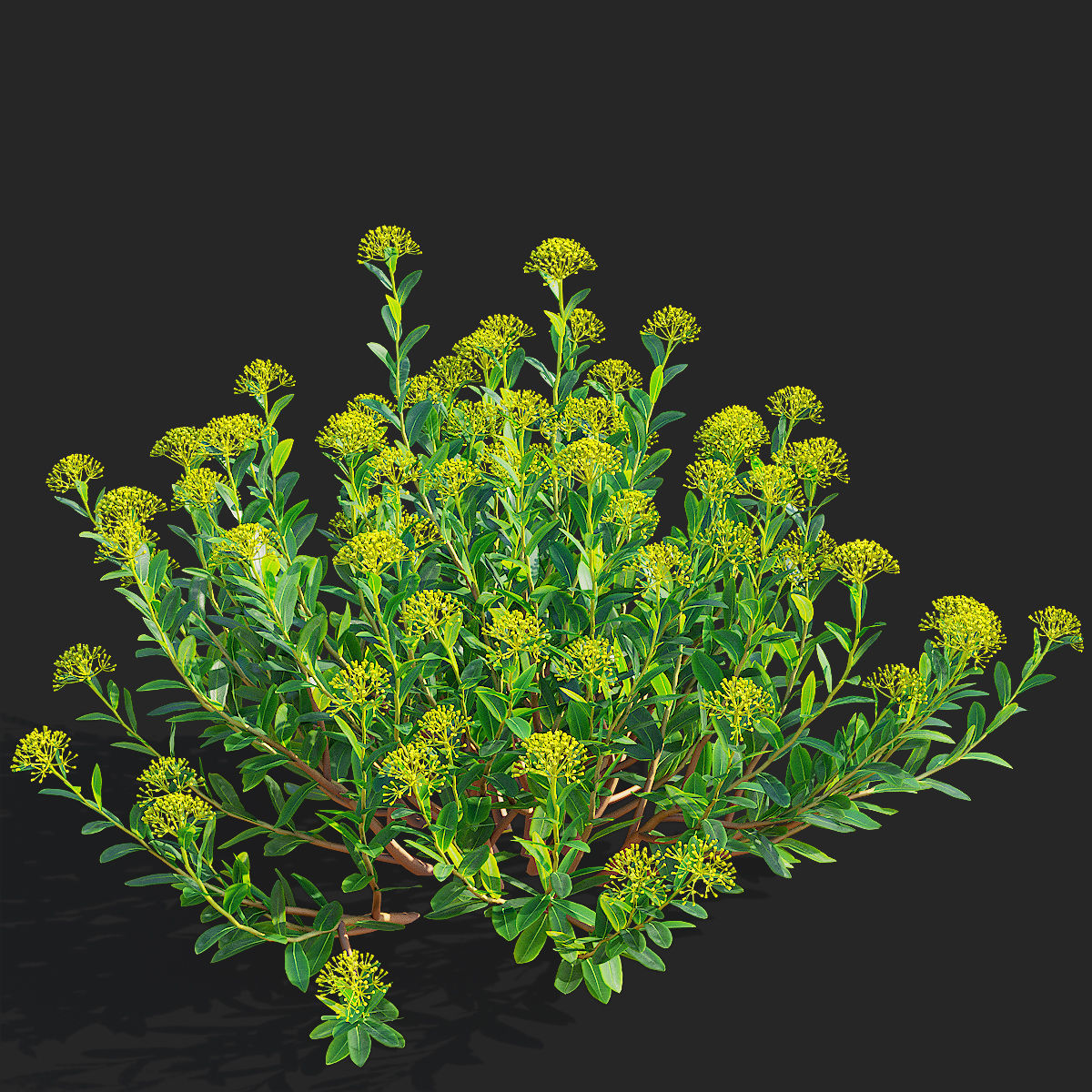  Bupleurum fruticosum flower 3D model_7