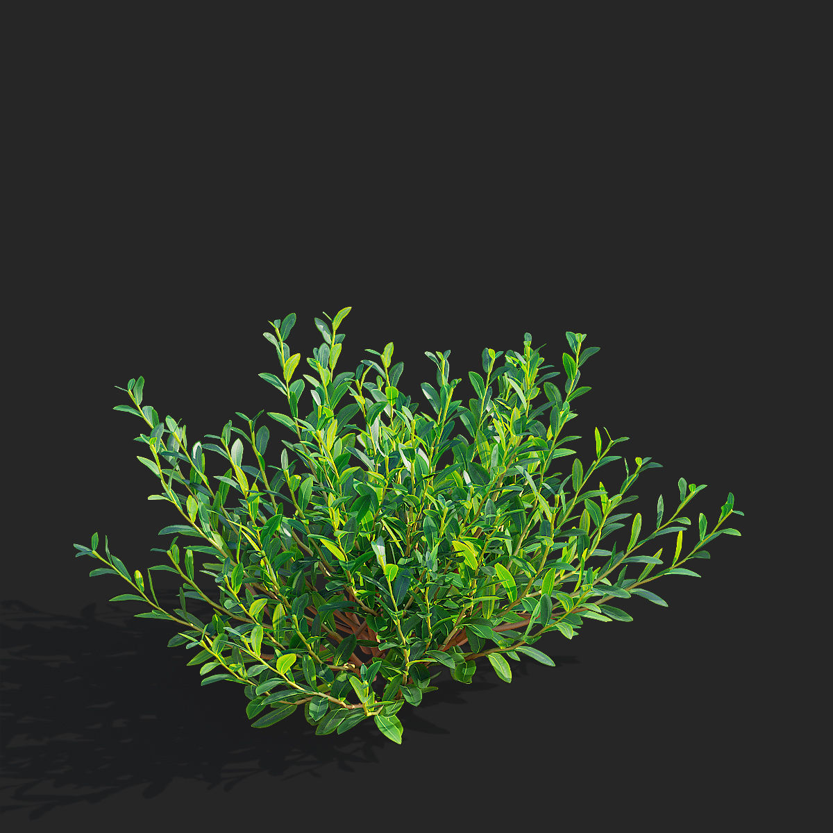  Bupleurum fruticosum flower 3D model_8