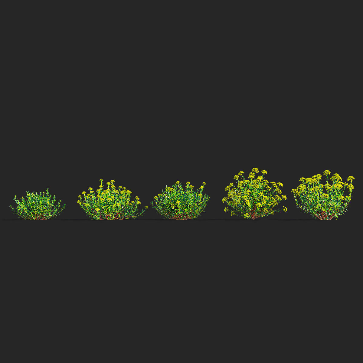  Bupleurum fruticosum flower 3D model_3