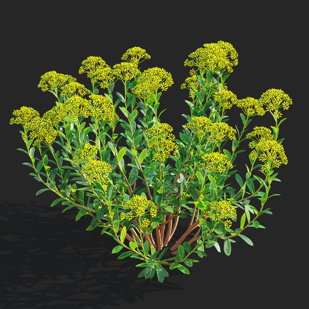  Bupleurum fruticosum flower 3D model_4