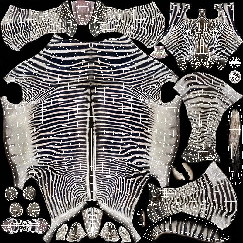 Zebra Animated Low-poly 3D model_11