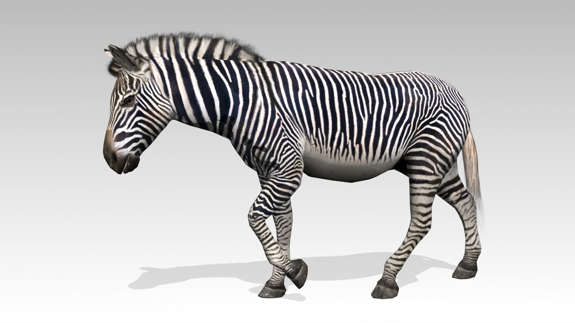 Zebra Animated Low-poly 3D model_3