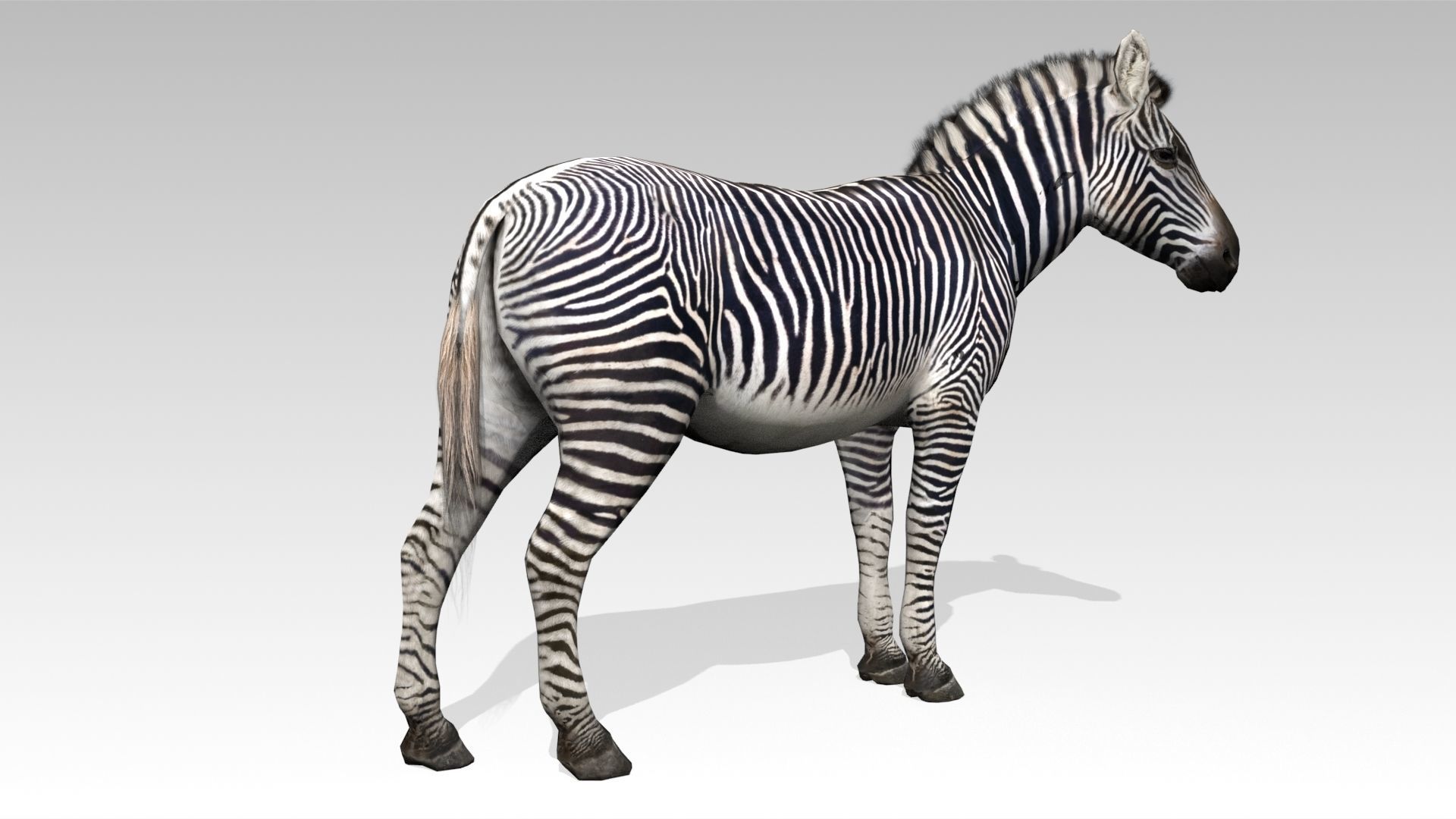 Zebra Animated Low-poly 3D model_2