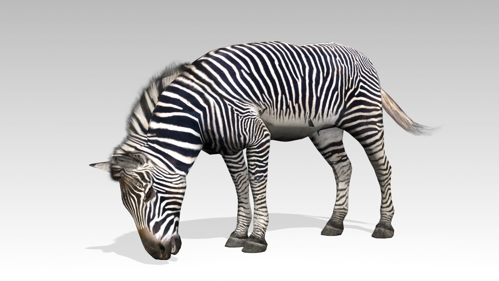 Zebra Animated Low-poly 3D model_8