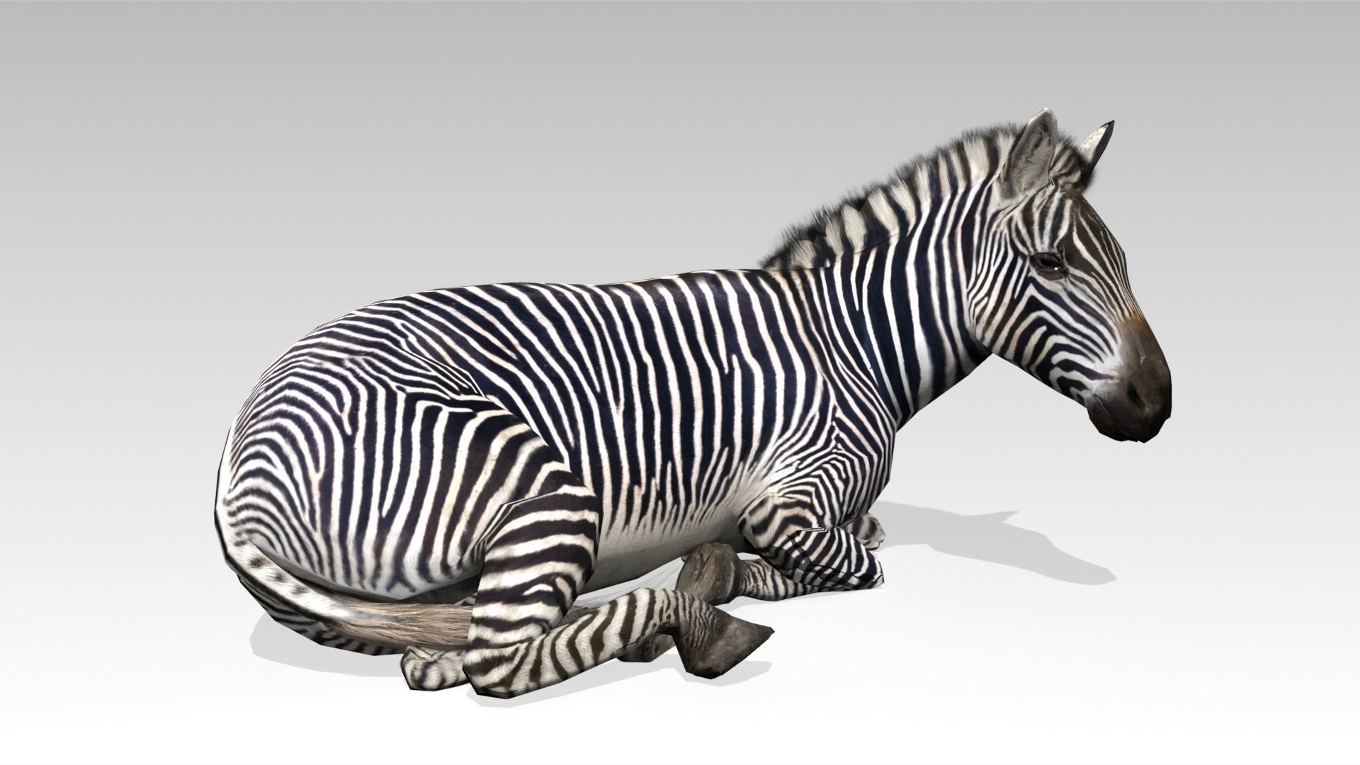 Zebra Animated Low-poly 3D model_4